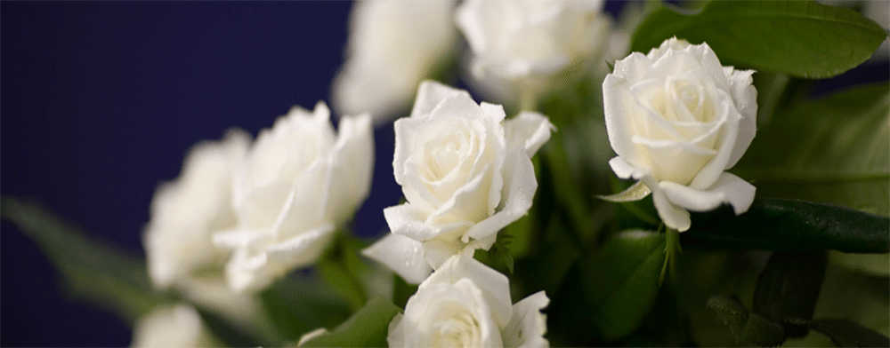 White roser. Bilde.